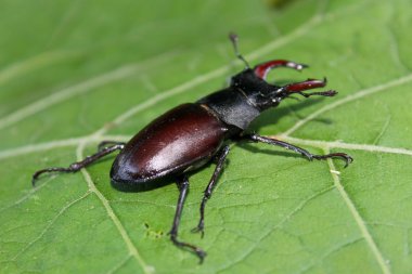 Yaprak üzerinde geyik böceği