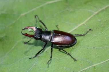 Yaprak üzerinde geyik böceği