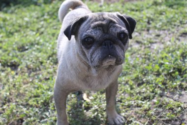 pug köpek