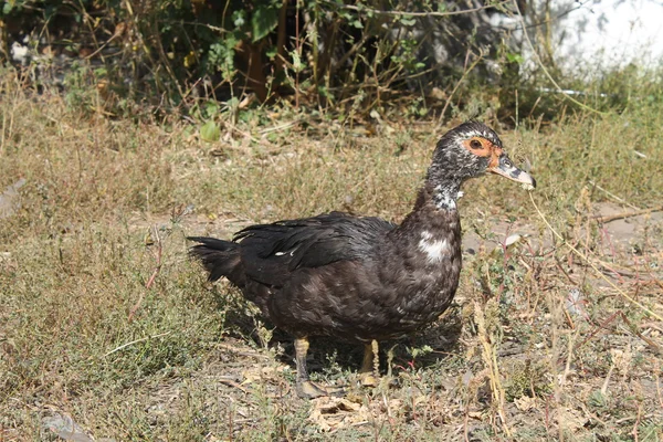 Black female duck — Stock Photo, Image