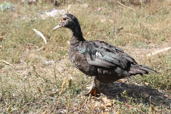 Black female duck — Stock Photo, Image