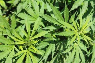 Yeşil kenevir bitki