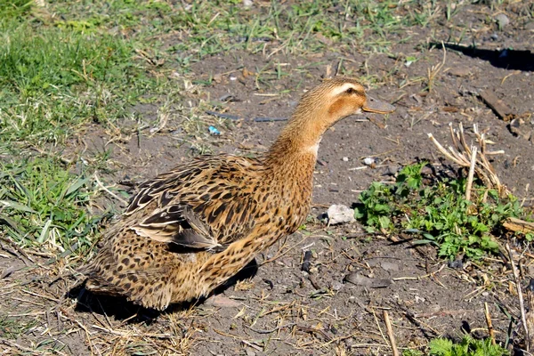 Female mallard duck — Stock Photo, Image