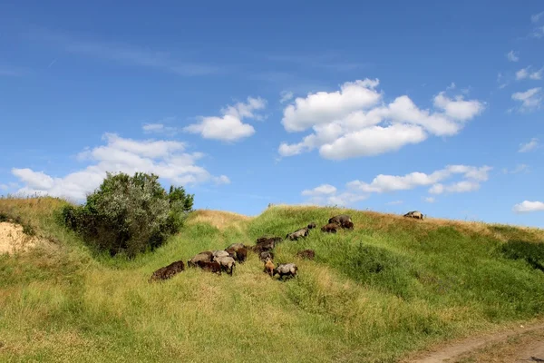 Flock of sheep — Stock Photo, Image