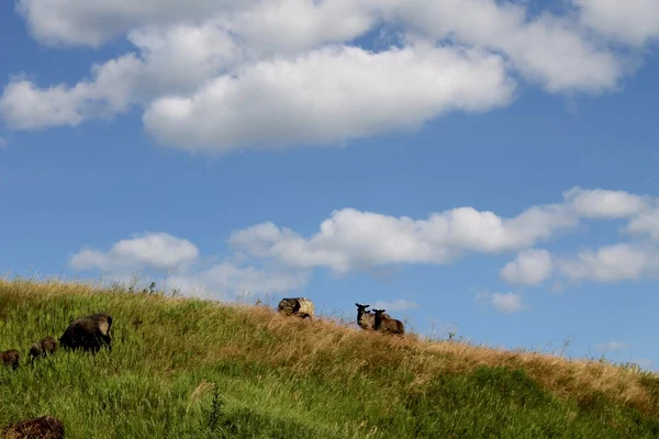 Flock of sheep — Stock Photo, Image