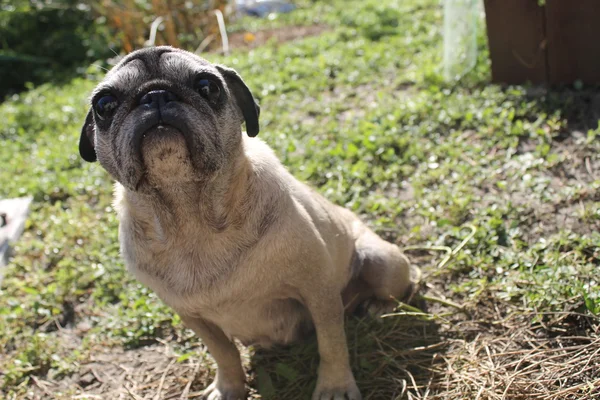 Un cane carlino — Foto Stock