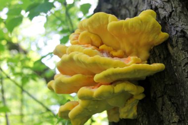 Ağaçtaki mantarlar