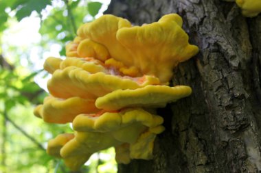 Ağaçtaki mantarlar