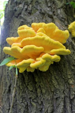 Ağaçtaki mantarlar