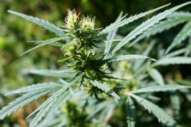 Yeşil kenevir bitki