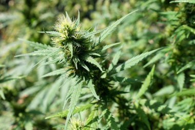 Yeşil kenevir bitki