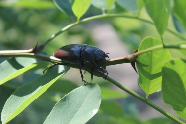 Geyik böceği erkek