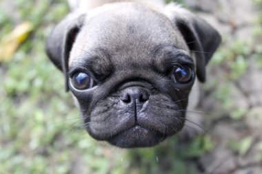 Hem de bir köpek yavrusu