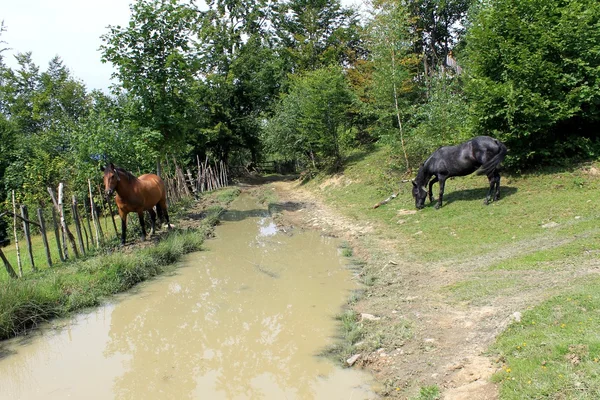 Cavalos no relvado — Fotografia de Stock