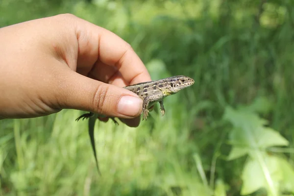 Lagarto na mão — Fotografia de Stock