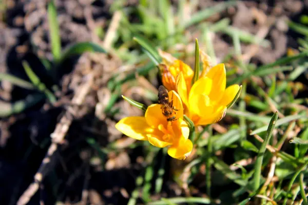 Un crocus jaune — Photo