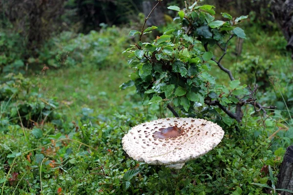 Um cogumelo venenoso — Fotografia de Stock