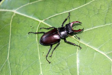 Yaprak üzerinde geyik böceği