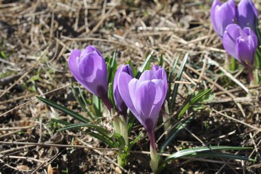 Bahçesinde mor çiğdemler