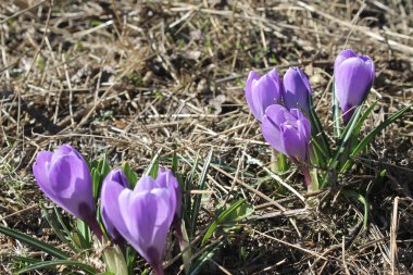 Bahçesinde mor çiğdemler