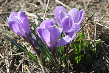 Bahçesinde mor çiğdemler