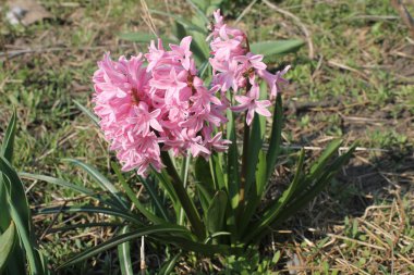 Pembe sümbül çiçeği