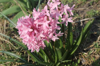 Pembe sümbül çiçeği