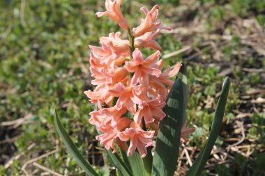 Turuncu sümbül çiçek