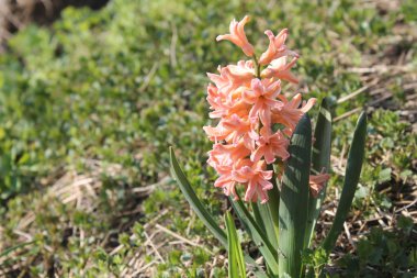 Turuncu sümbül çiçek