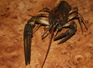 Canlı nehir kerevit