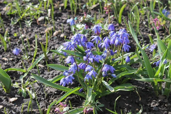 Çayırdaki bahar çiçekleri