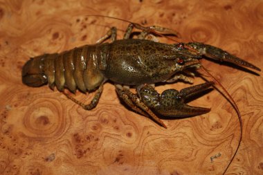 Canlı nehir kerevit