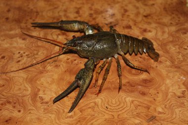 Canlı nehir kerevit