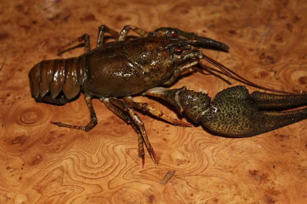 Cangrejos de río vivos — Foto de Stock