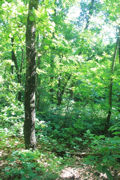 Laubwald im Sommer — Stockfoto