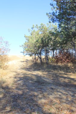 Bir iğne yapraklı orman