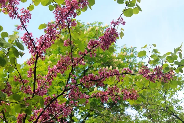 Juda drzewo kwiat — Zdjęcie stockowe