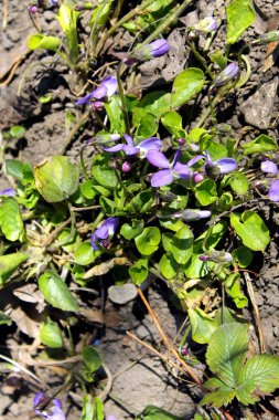 vahşi mor çiçekler