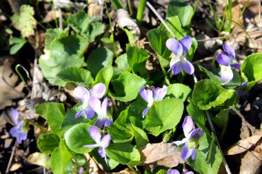 vahşi mor çiçekler