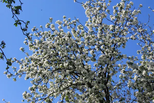 Blossoming apple tree — Stock Photo, Image