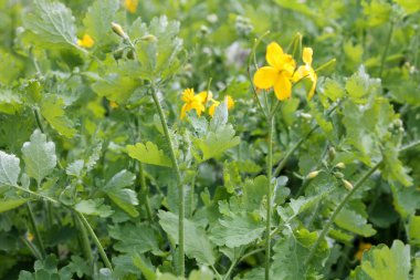 Tıbbi sarı kırlangıçotu