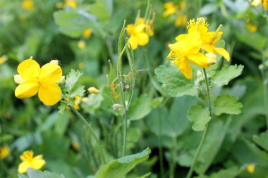 Tıbbi sarı kırlangıçotu