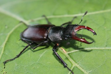 Yaprak üzerinde geyik böceği