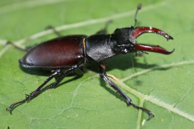 Yaprak üzerinde geyik böceği