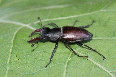 Yaprak üzerinde geyik böceği