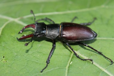 Yaprak üzerinde geyik böceği