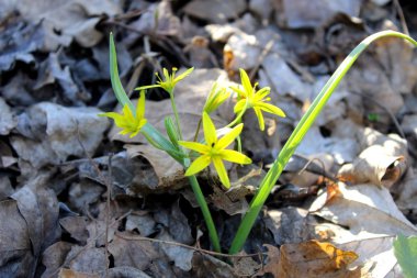 Ormandaki Gagea sarı