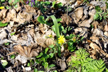 Ormandaki Gagea sarı