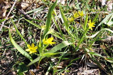 Ormandaki Gagea sarı