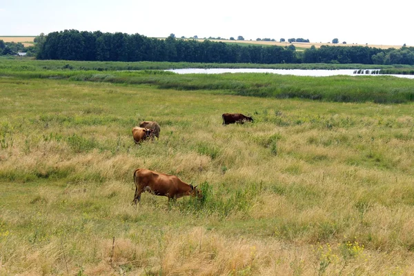 Herd of cows — Stock Photo, Image